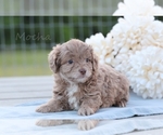 Small Photo #3 F2 Aussiedoodle Puppy For Sale in BLUFORD, IL, USA