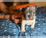 Small Photo #4 French Bulldog Puppy For Sale in ELM GROVE, WI, USA