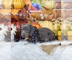 Small #6 Dachshund