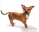 Small #2 Pembroke Welsh Corgi Mix