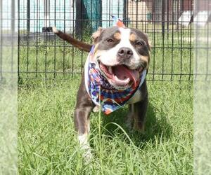 American Staffordshire Terrier-Unknown Mix Dogs for adoption in San Antonio, TX, USA