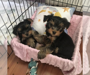 -YorkiePoo Mix Puppy for sale in CANTON, MI, USA