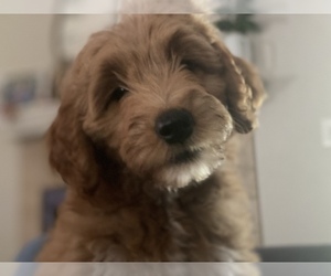 Goldendoodle Puppy for sale in MIDDLEBURG, FL, USA