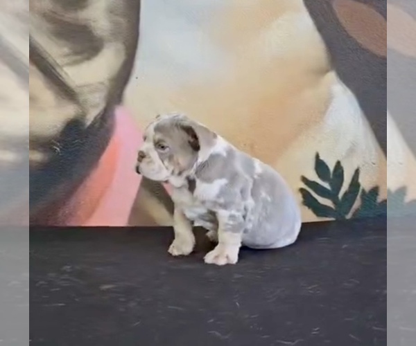 Medium Photo #18 English Bulldog Puppy For Sale in MIAMI, FL, USA