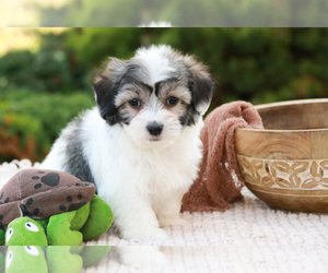 Coton de Tulear Puppy for sale in SYRACUSE, IN, USA