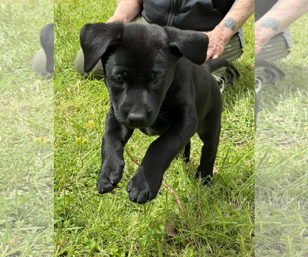 Medium Photo #3 Labrador Retriever-Unknown Mix Puppy For Sale in Stevens Point, WI, USA