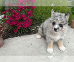 Puppy Rocky Pomsky