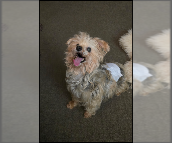 Medium Photo #5 Mutt Puppy For Sale in Farmington, MN, USA