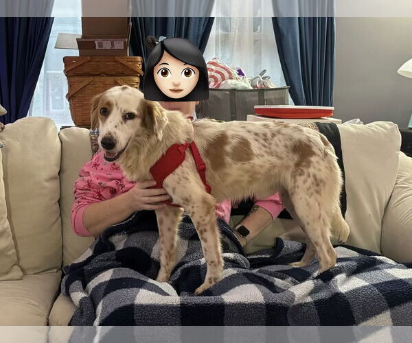 Medium Photo #3 Australian Shepherd-English Setter Mix Puppy For Sale in Virginia Beach, VA, USA