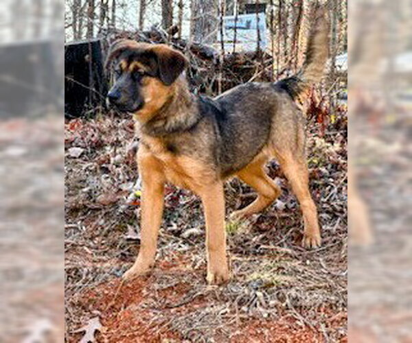 Medium Photo #2 German Shepherd Dog-Unknown Mix Puppy For Sale in columbia, SC, USA