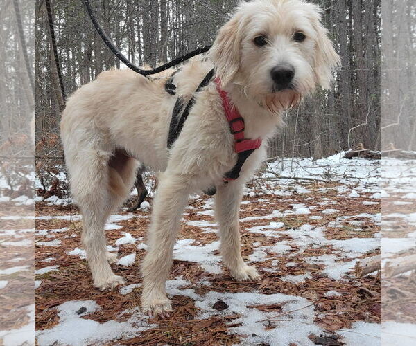 Medium Photo #2 Goldendoodle Puppy For Sale in Arlington, VA, USA