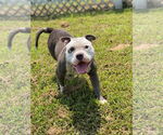 Small #3 Bulldog Mix