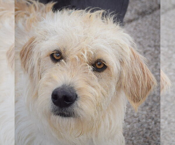 Medium Photo #6 Mutt Puppy For Sale in Huntley, IL, USA