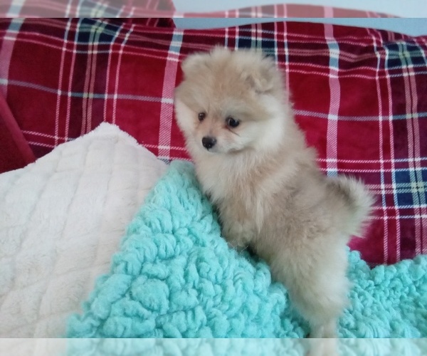 Medium Photo #3 Pomeranian Puppy For Sale in LAUREL, MS, USA