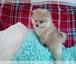 Small Photo #3 Pomeranian Puppy For Sale in LAUREL, MS, USA