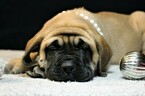 Small Photo #3 Mastiff Puppy For Sale in SUGARCREEK, OH, USA