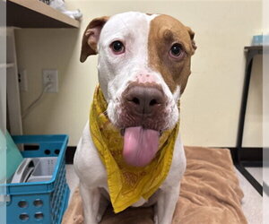 American Pit Bull Terrier Dogs for adoption in Denver, CO, USA