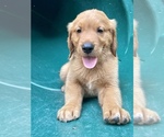 Small Photo #2 Golden Retriever Puppy For Sale in LOUISBURG, NC, USA