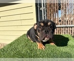 Small #18 English Bulldog
