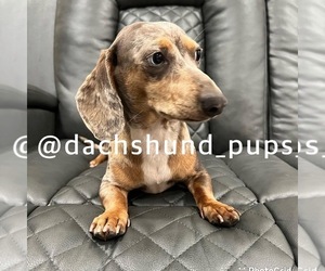 Father of the Dachshund puppies born on 01/23/2023