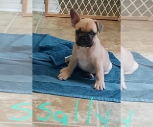 French Bulldog Puppy for sale in WILLISTON, FL, USA