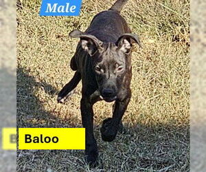 Pug-Whippet Mix Dogs for adoption in Sheboygan, WI, USA