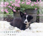 Small Border Collie