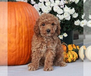 Poodle (Toy) Puppy for sale in GORDONVILLE, PA, USA