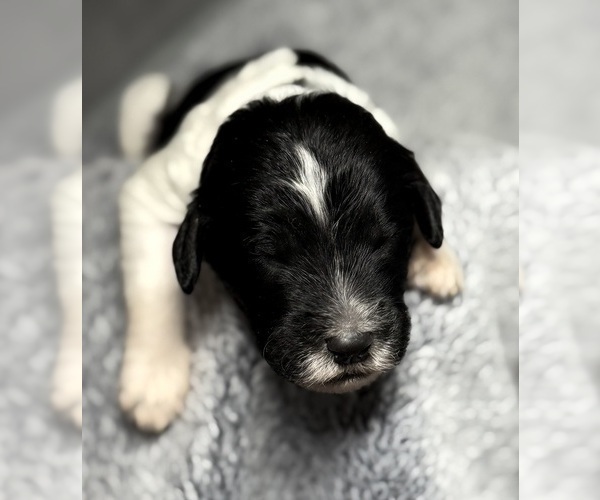 Medium Photo #16 Goldendoodle Puppy For Sale in HOWARD CITY, MI, USA