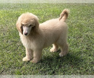 Poodle (Standard) Puppy for sale in WRAY, GA, USA