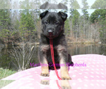 Small #5 German Shepherd Dog