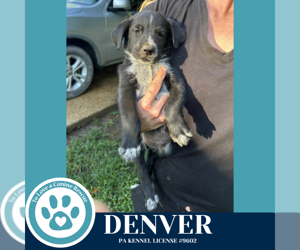 Medium Photo #2 Great Pyrenees-Unknown Mix Puppy For Sale in Kimberton, PA, USA
