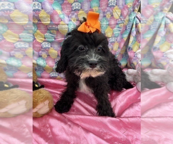 Medium Photo #2 Cavapoo Puppy For Sale in BOLINGBROOK, IL, USA