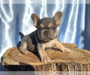 French Bulldog Puppy for sale in EDEN, NC, USA