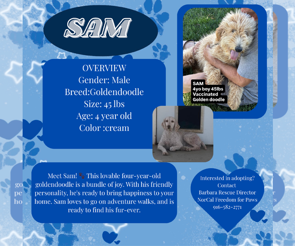 Medium Photo #1 Golden Retriever Puppy For Sale in Rancho Cordova, CA, USA