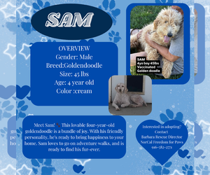 Golden Retriever Dogs for adoption in Rancho Cordova, CA, USA
