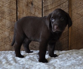 Labrador Retriever Puppy for sale in ATWOOD, IL, USA