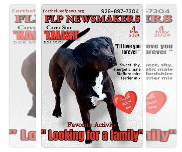 Medium Photo #3 American Staffordshire Terrier Puppy For Sale in Golden Valley, AZ, USA