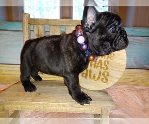 French Bulldog Puppy for sale in LAKEWOOD, WA, USA