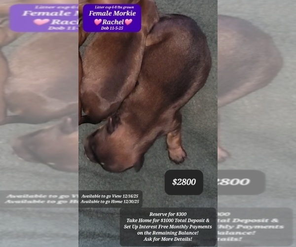 Medium Photo #1 Morkie Puppy For Sale in TUCSON, AZ, USA