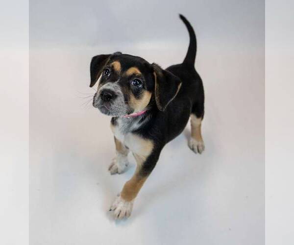 Medium Photo #5 Labbe Puppy For Sale in Kennesaw, GA, USA