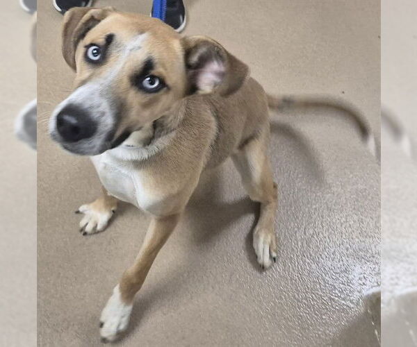 Medium Photo #1 Pointer Puppy For Sale in Decatur, IL, USA