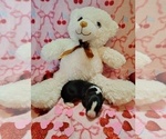 Small Photo #288 Border Collie Puppy For Sale in NORBORNE, MO, USA