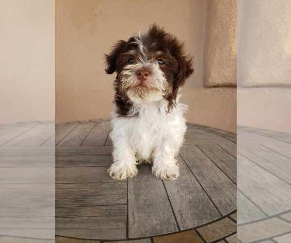 Medium Photo #17 Havanese Puppy For Sale in CASA GRANDE, AZ, USA