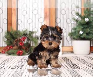 Yorkshire Terrier Puppy for sale in NAPLES, FL, USA