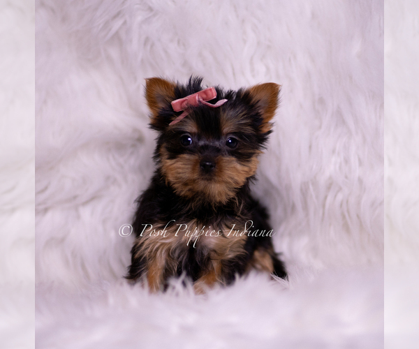 Medium Photo #1 Yorkshire Terrier Puppy For Sale in WARSAW, IN, USA