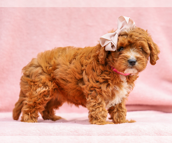 Medium Photo #1 Cavapoo (Miniature) Puppy For Sale in LIBERTY, KY, USA