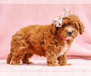 Cavapoo (Miniature) Puppy for sale in LIBERTY, KY, USA