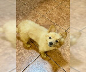 Tucker  PUPPY - Male Pomeranian-Unknown Mix Dog for Adoption - Photo #8