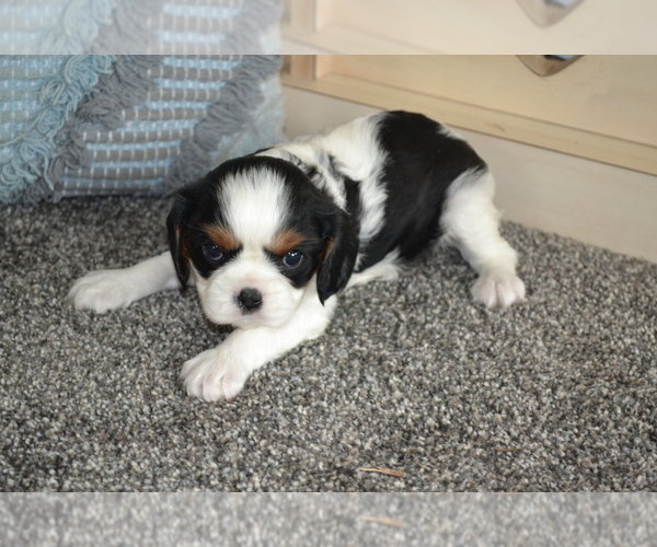 Medium Photo #2 Cavalier King Charles Spaniel Puppy For Sale in GREENWOOD, WI, USA